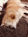 「死を自然に任せるのも人間のエゴかもしれない」愛犬を看取った女性の自問