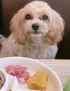 辻希美、愛犬同伴の焼肉ランチで「クックやつれた？」と犬に心配の声上がる