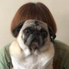 犬猫好きから大人気、『ウチのパグは猫である。』ひぐちにちほ氏に直撃！　秘蔵写真も大公開♪