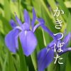杜若菖蒲（ライター）