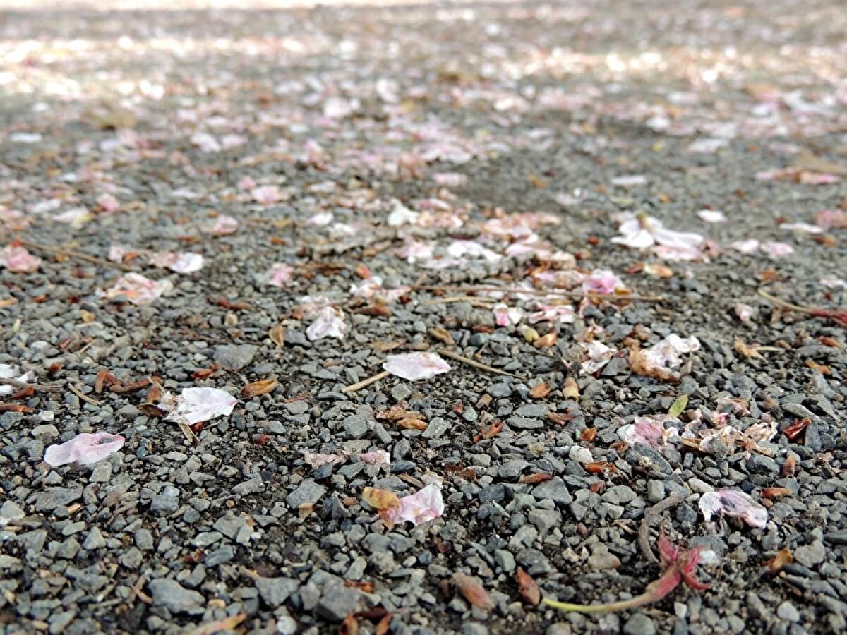 桜の花びらの画像